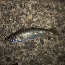 連日のアジング